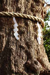 fotografia, materiale, libero il panorama, dipinga, fotografia di scorta,Un EgaraTenjin-shaShrine albero sacro, Sacrario scintoista, Festone di paglia scintoista, Kamakura, Irriti Tenjin