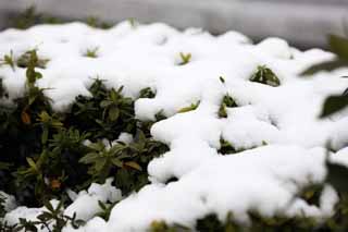 photo,material,free,landscape,picture,stock photo,Creative Commons,The snow of the park, garden plant, An azalea, , 