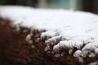 foto,tela,gratis,paisaje,fotografa,idea,La nieve del parque, Planta de jardinera, , , 