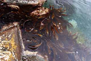 photo,material,free,landscape,picture,stock photo,Creative Commons,Grove of kelp, kelp, , seaweed, coast