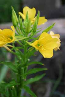 photo,material,free,landscape,picture,stock photo,Creative Commons,Evening primrose, evening primrose, beautiful, beautiful, wild grass