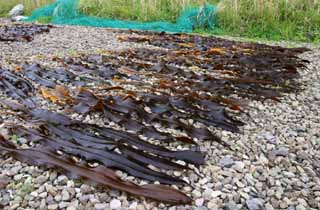 Foto, materieel, vrij, landschap, schilderstuk, bevoorraden foto,Kelp wezen droogmaakte, Kelp, Kust, Seaweed, Eiland