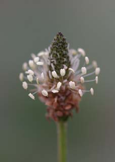 photo,material,free,landscape,picture,stock photo,Creative Commons,Illusory small flower, Ezo-nyu, beautiful, beautiful, wild grass