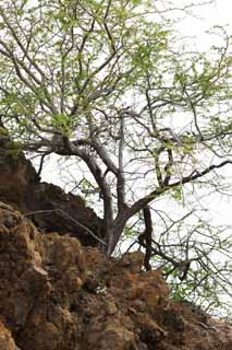 photo,material,free,landscape,picture,stock photo,Creative Commons,MaunaLani, Lava, rock, splinter, Green