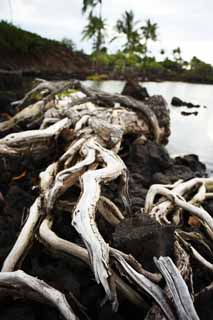 photo,material,free,landscape,picture,stock photo,Creative Commons,I go out in the sacred place, Lava, root, pond, sacred place