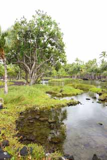 photo,material,free,landscape,picture,stock photo,Creative Commons,MaunaLani fish pound, Lava, An altar, pond, Fishery