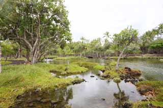 Foto, materiell, befreit, Landschaft, Bild, hat Foto auf Lager,MaunaLani angelt Pfund, Lava, Ein Altar, Teich, Fischereizone