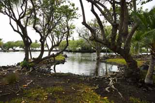 photo,material,free,landscape,picture,stock photo,Creative Commons,MaunaLani fish pound, Lava, An altar, pond, Fishery