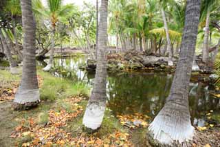 foto,tela,gratis,paisaje,fotografa,idea,Libra de pez de MaunaLani, Lava, Un altar, Laguna, Pesquera