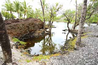 Foto, materieel, vrij, landschap, schilderstuk, bevoorraden foto,Maunalani vis fijnstampen, Lava, Een altaar, Waterplas, Visserij