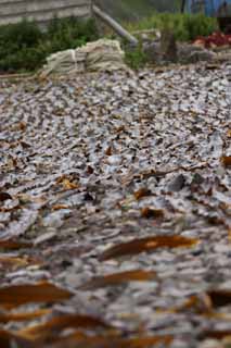 photo,material,free,landscape,picture,stock photo,Creative Commons,Kelp being dried, kelp, coast, seaweed, island