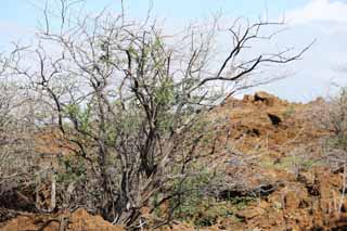 Foto, materiell, befreit, Landschaft, Bild, hat Foto auf Lager,Der Baum, der in der Lava wchst, Grn, Braun, Lava, Zweig