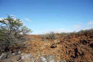 photo,material,free,landscape,picture,stock photo,Creative Commons,The tree which grows in the lava, Green, Brown, Lava, branch