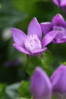 photo,material,free,landscape,picture,stock photo,Creative Commons,Gentian flowers, gentiflower, beautiful, beautiful, wild grass