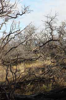 Foto, materieel, vrij, landschap, schilderstuk, bevoorraden foto,Een dode boom van de lava, Lava, Bosbrand, Aftakking, Drogend