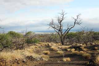 Foto, materieel, vrij, landschap, schilderstuk, bevoorraden foto,Een dode boom van de lava, Lava, Bosbrand, Aftakking, Drogend