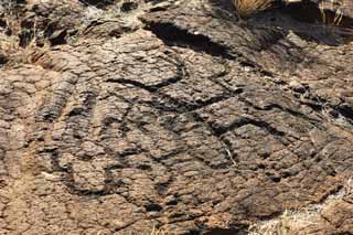 ,,, ,,,Petroglyph Puako., .,  ., Petroglyph., - kii kaha.