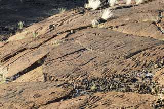 fotografia, material, livra, ajardine, imagine, proveja fotografia,Puako Petroglyph, Lava, Feche arte, Petroglyph, kaha-kii