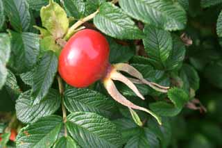 photo,material,free,landscape,picture,stock photo,Creative Commons,Rugosa rose hip, red, rugosrose, rugosrose, fruit