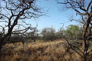 photo, la matire, libre, amnage, dcrivez, photo de la rserve,Un arbre mort de la lave, Lave, incendie de fort, branche, Scher