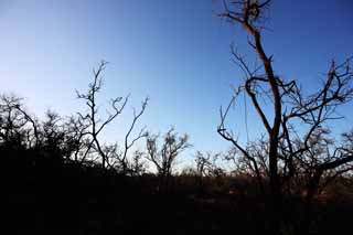 photo,material,free,landscape,picture,stock photo,Creative Commons,A dead tree of the lava, Lava, forest fire, branch, Drying