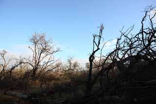 photo, la matire, libre, amnage, dcrivez, photo de la rserve,Un arbre mort de la lave, Lave, incendie de fort, branche, Scher