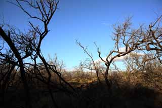 photo, la matire, libre, amnage, dcrivez, photo de la rserve,Un arbre mort de la lave, Lave, incendie de fort, branche, Scher