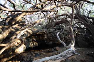 photo, la matire, libre, amnage, dcrivez, photo de la rserve,Une caverne de la lave, Lave, arbre mort, branche, fissure