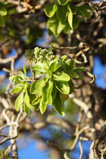 fotografia, materiale, libero il panorama, dipinga, fotografia di scorta,L'albero della spiaggia, Green, fiore, , 