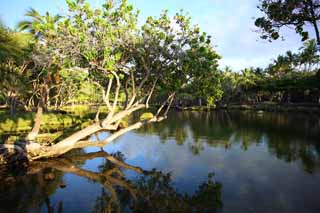 photo,material,free,landscape,picture,stock photo,Creative Commons,MaunaLani fish pound, Lava, An altar, pond, Fishery