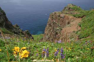 Foto, materiell, befreit, Landschaft, Bild, hat Foto auf Lager,Gorota-Umhang, Kste, Blume, Klippe, Meer