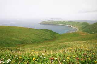 photo, la matire, libre, amnage, dcrivez, photo de la rserve,La fleur a class, cte, champ de la fleur, prairie, mer