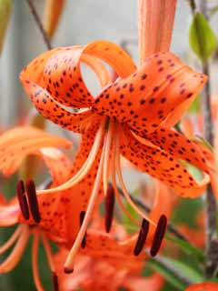 photo,material,free,landscape,picture,stock photo,Creative Commons,Tiger lily flowers, lily, lily, lily, orange