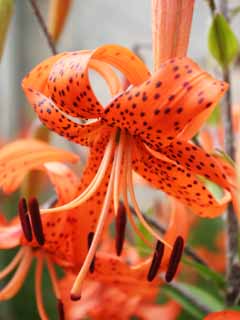 Foto, materieel, vrij, landschap, schilderstuk, bevoorraden foto,Tijger lelie bloemen, Lelie, , , Oranje