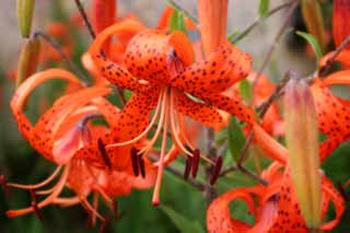 photo,material,free,landscape,picture,stock photo,Creative Commons,Tiger lily flowers, lily, lily, lily, orange