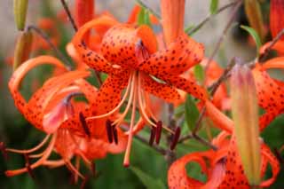 Foto, materieel, vrij, landschap, schilderstuk, bevoorraden foto,Tijger lelie bloemen, Lelie, , , Oranje