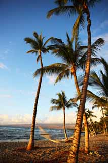 photo,material,free,landscape,picture,stock photo,Creative Commons,Hammock Hawaii Island, , , , 