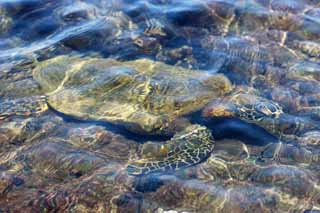 photo,material,free,landscape,picture,stock photo,Creative Commons,Hawaii Island Sea Turtle, , , , 