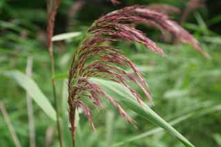 photo,material,free,landscape,picture,stock photo,Creative Commons,Silver grass ear, dark red, ear, silver grass, silver grass