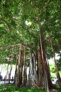 ,  , , ,    ,Banyan, , , , 