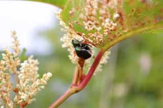 photo,material,free,landscape,picture,stock photo,Creative Commons,Mating beetles, green, mating, , 