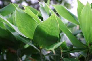 photo,material,free,landscape,picture,stock photo,Creative Commons,Bamboo leaves, green, bamboo grass, bamboo grass, leave