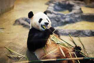 photo,material,free,landscape,picture,stock photo,Creative Commons,Giant panda, , , , 
