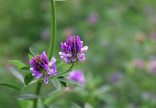 photo,material,free,landscape,picture,stock photo,Creative Commons,Small magenta flowers, Chinese milk vetch, bean, purplish red, flower