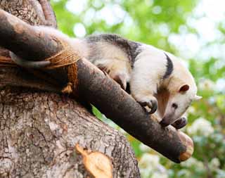 photo,material,free,landscape,picture,stock photo,Creative Commons,Southern Tamandua, , , , 