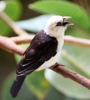 ʐ^,f,,t[,tHg,NGCeBuERY,i,ǎ,VKVEVn^I, White-headed Buffalo Weaver, , , 