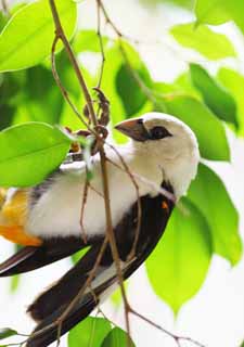 ʐ^,f,,t[,tHg,NGCeBuERY,i,ǎ,VKVEVn^I, White-headed Buffalo Weaver, , , 