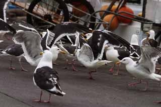 photo,material,free,landscape,picture,stock photo,Creative Commons,Gulls' festival, seagull, seagull, seagull, festival