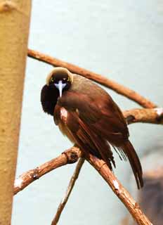 photo,material,free,landscape,picture,stock photo,Creative Commons,Raggiana bird-of-paradise, , , , 