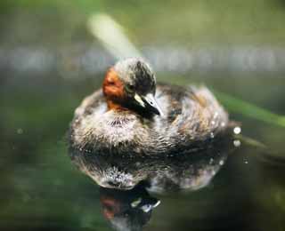 fotografia, material, livra, ajardine, imagine, proveja fotografia,Pouco grebe, , , , 